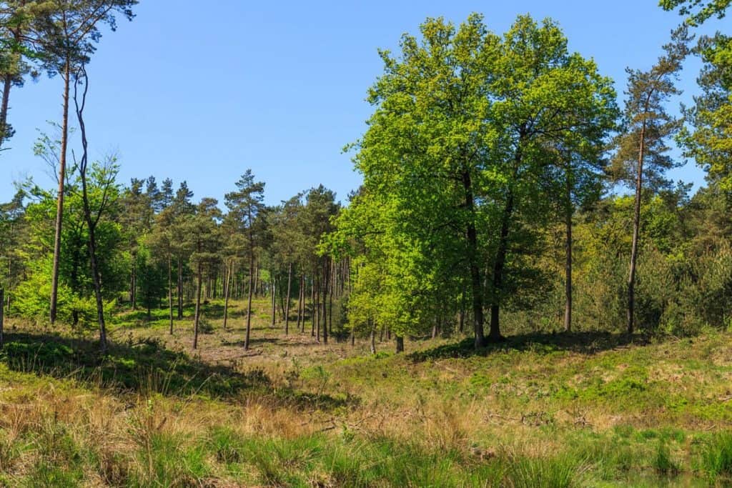 Kroondomein het loo