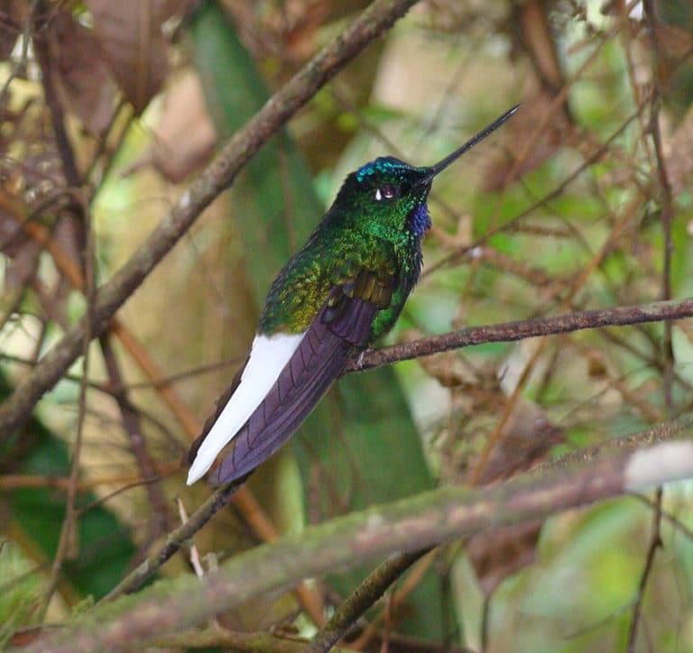 El dorado reserve