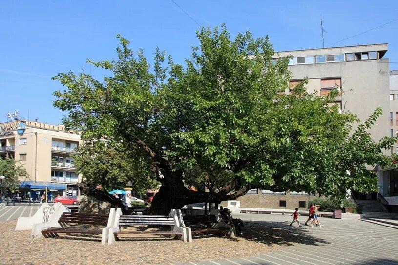 Тутовое дерево