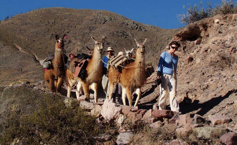 Компания caravana de llamas
