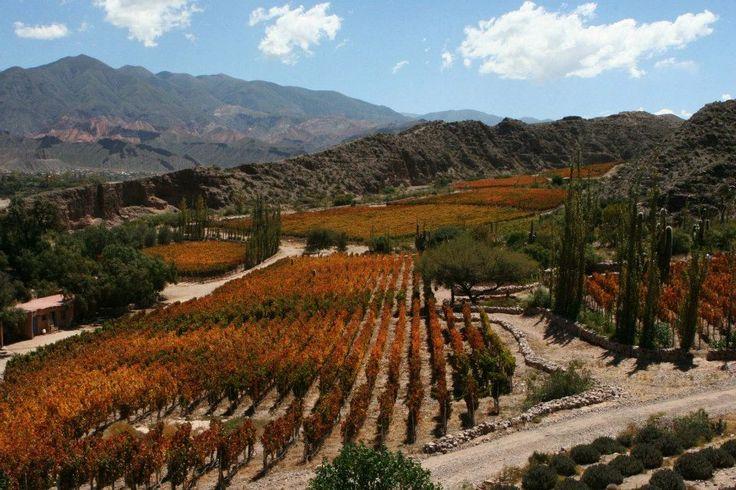 Винодельня bodega fernando dupont